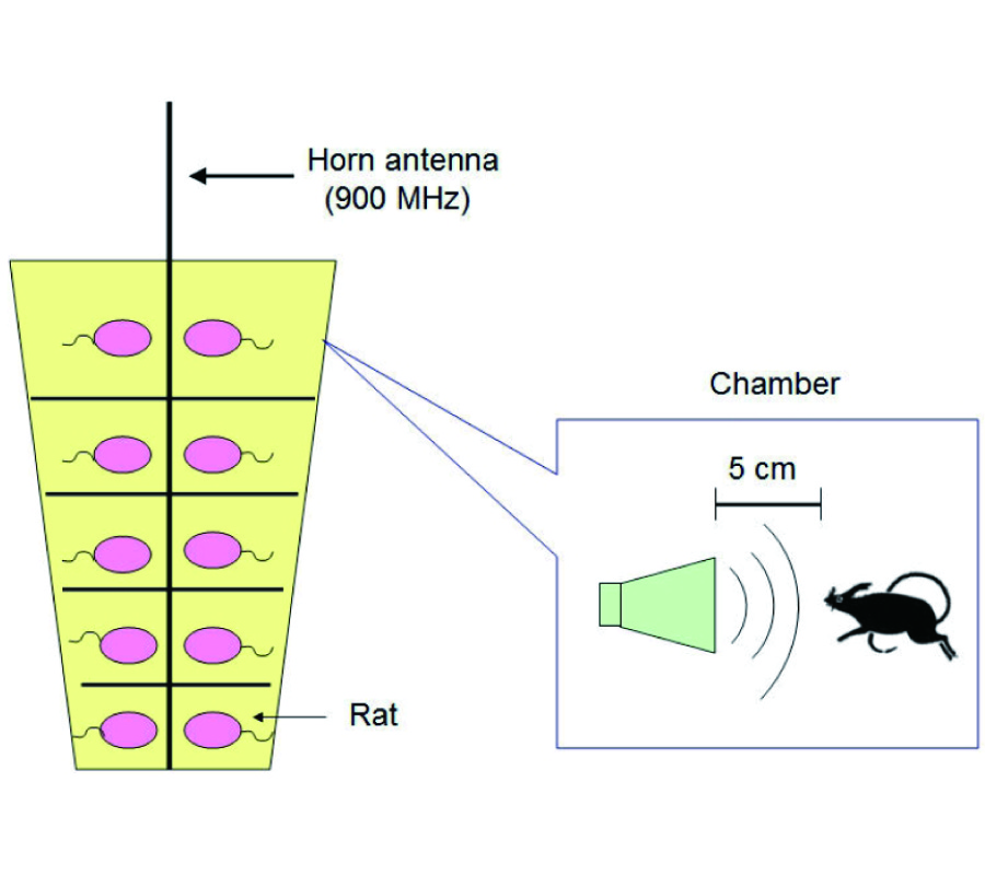 THE EFFECT OF MICROWAVE EMMISION FROM MOBILE PHONES ON NEURON SURVIVAL IN RAT CENTRAL NERVOUS SYSTEM